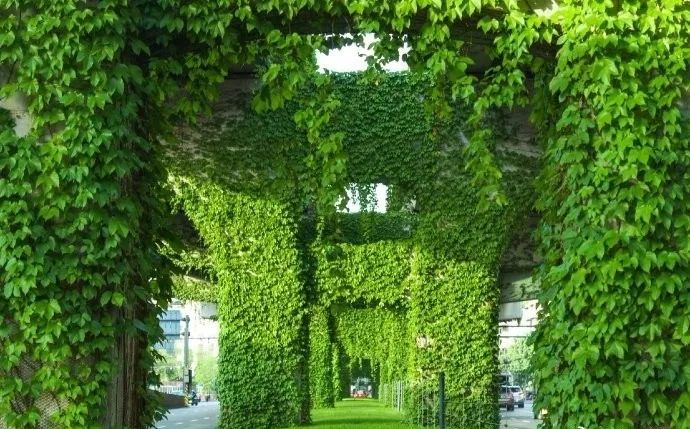 成都二环绿化,成都二环绿植视频