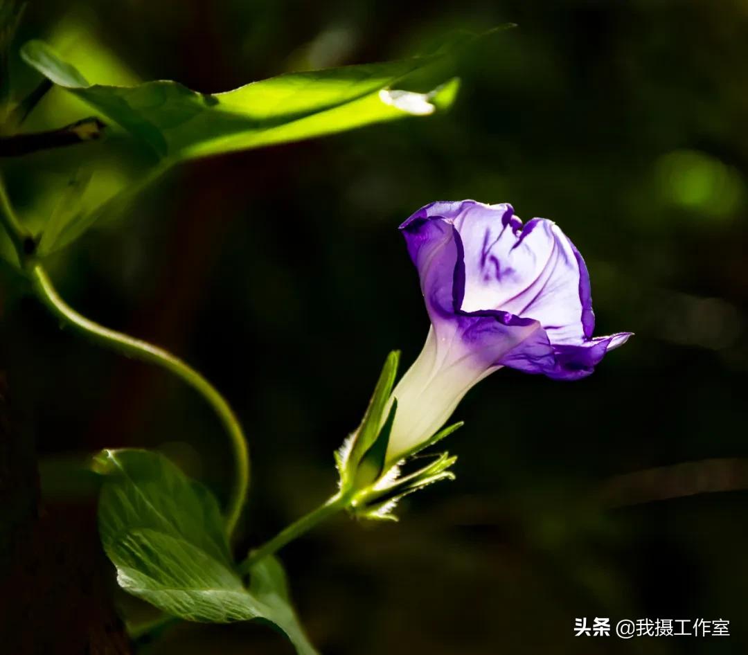 第16届国际摄影艺术展获奖作品,第29届全国摄影艺术展览作品集