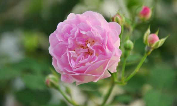 ebis手膜测评,ebis手膜日本