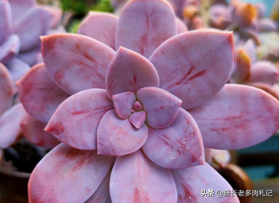 紫乐和华丽风车种一起可以吗,多肉华丽风车和粉兔