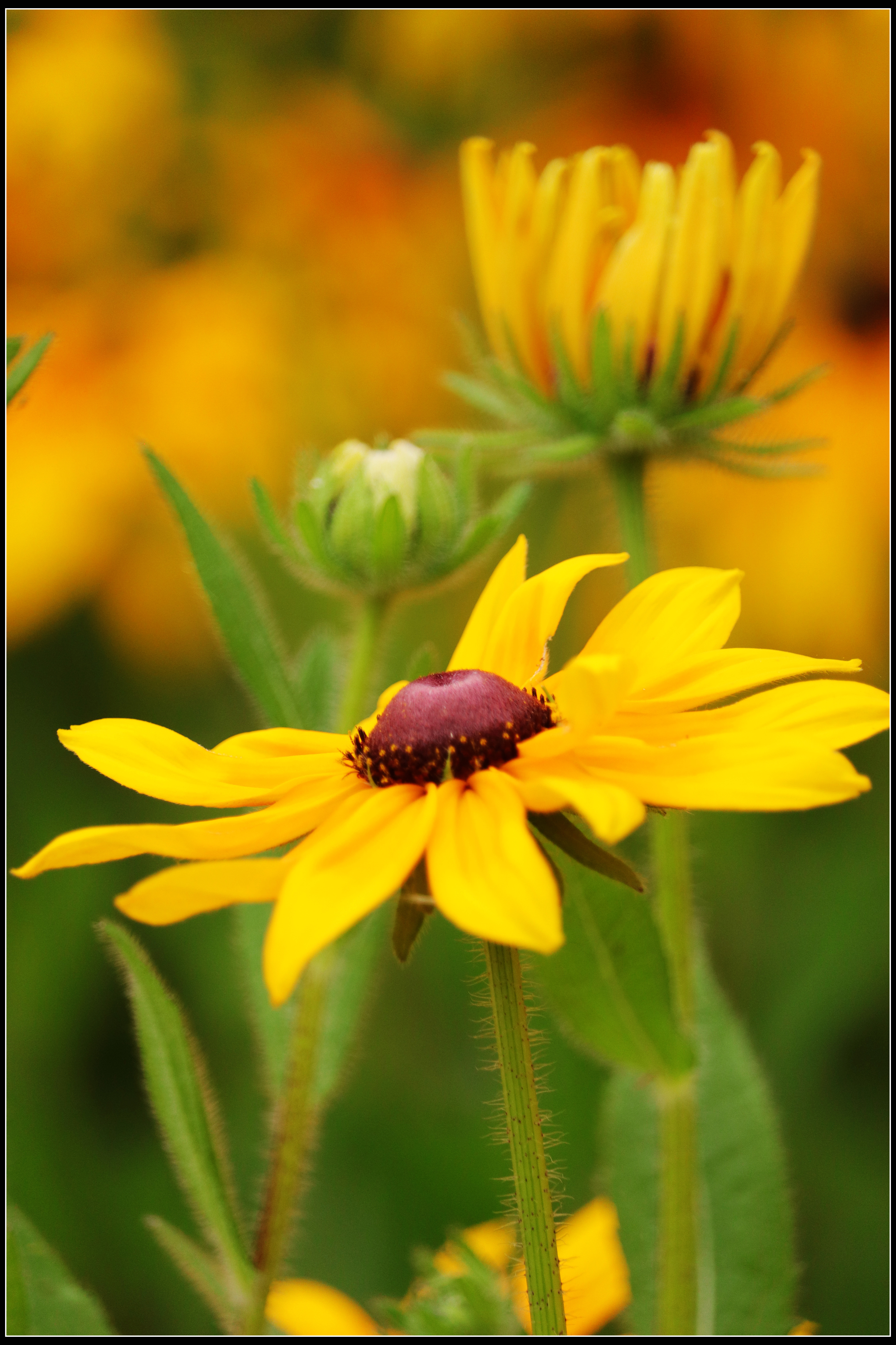 这种花便宜还好养活,5种坑人的花