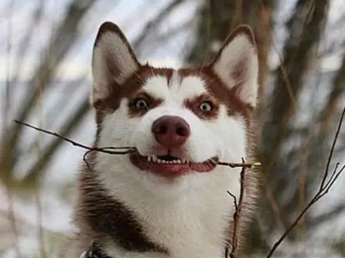 哈士奇辟谣,哈士奇不听话铲屎官拿出一样兵器