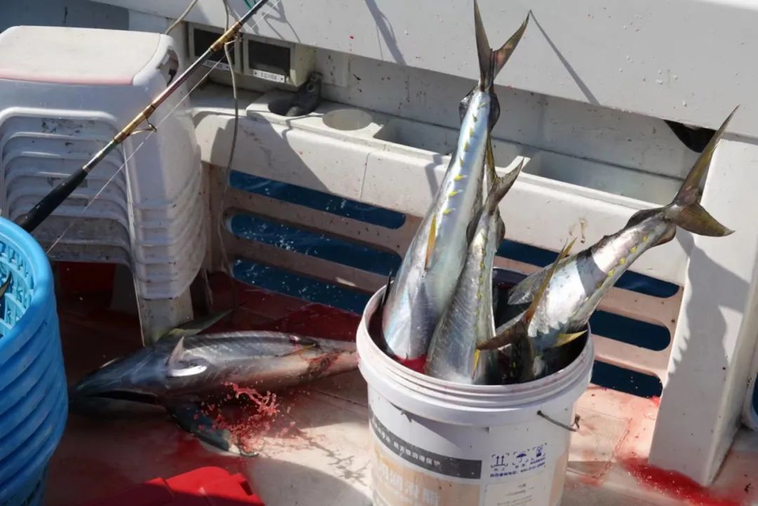 野奢不被鄙视?问问那些爱钓鱼的老孩子们,他们有活蹦乱跳的经验