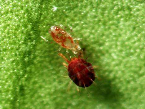 炔螨特——有机硫杀螨剂，防治蔬菜成螨、若螨、幼螨及螨卵效果好