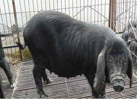 苏轼笔下的猪肉为何如此美味？微生物发酵饲料助力生态肉禽养殖