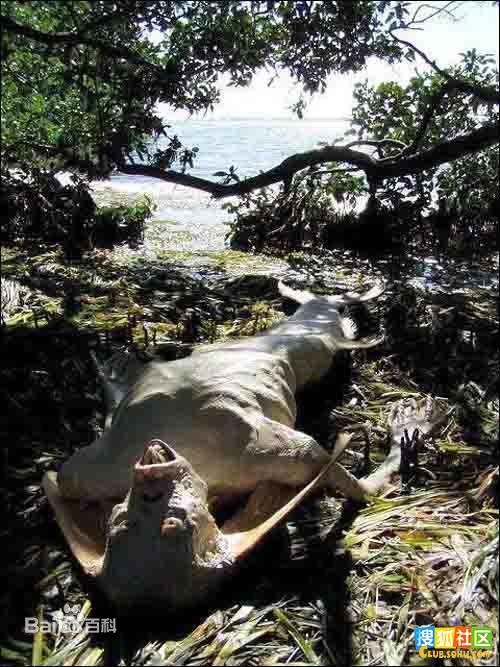 关于人鱼的真实传说,人鱼的真正传说