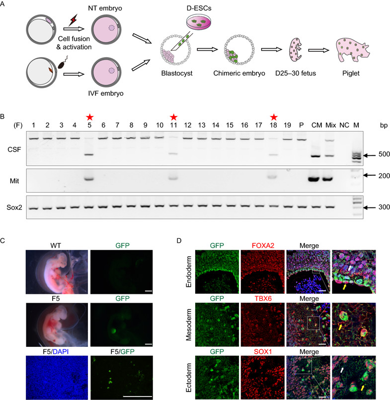 世界首例体细胞克隆猴图片,中国科学家首次培育猪猴嵌合体