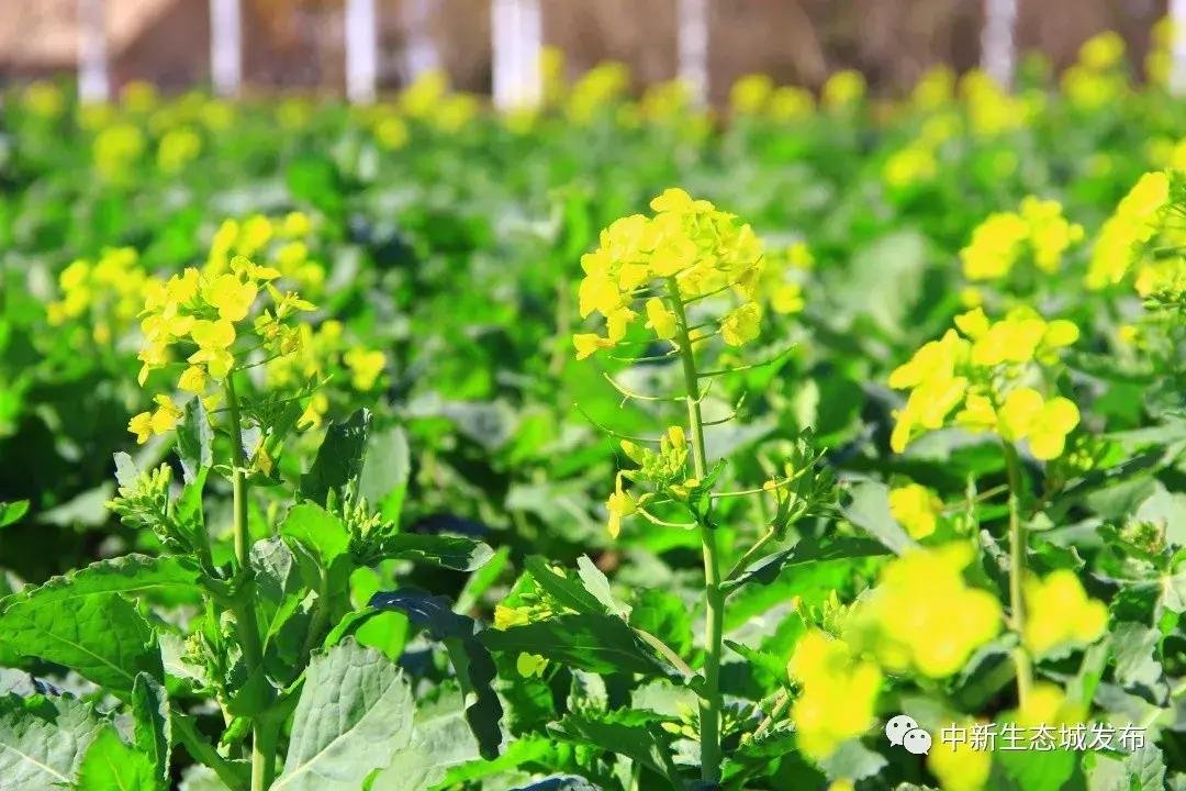 天津静海油菜花景点在哪里,天津油菜花旅游最佳路线图
