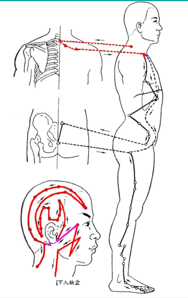 十四条经络讲解,十四经循行路线歌诀讲解