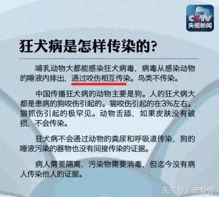 被猫狗抓伤咬伤该打什么疫苗,猫狗抓伤有必要打疫苗吗