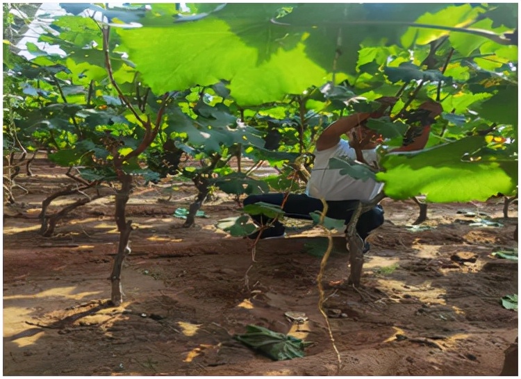 农产品安全与功效,富硒功能有机肥