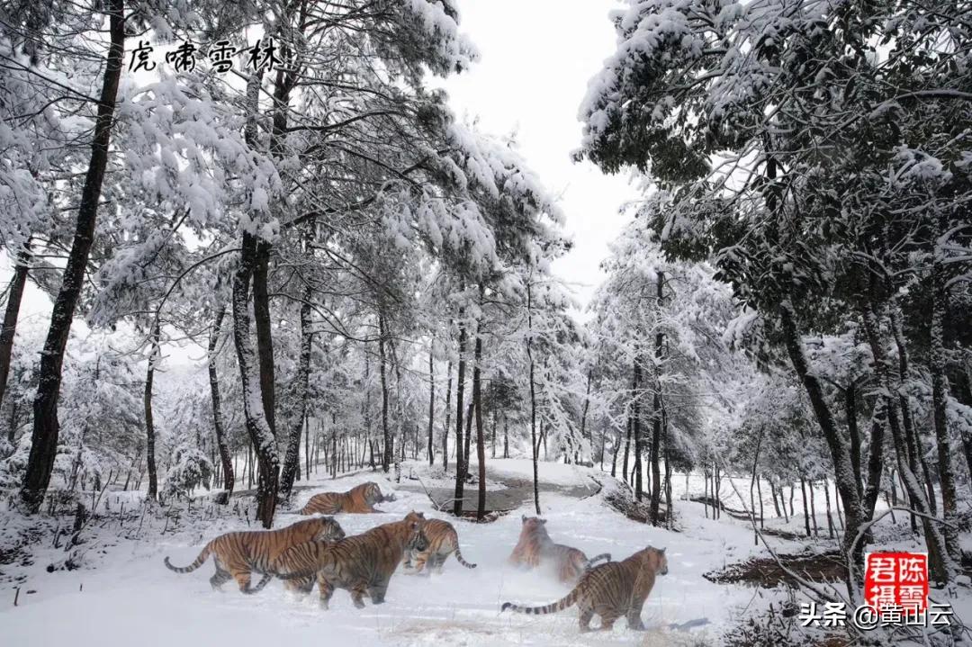 中国最美景区安徽黄山,黄山区甘棠最美乡村