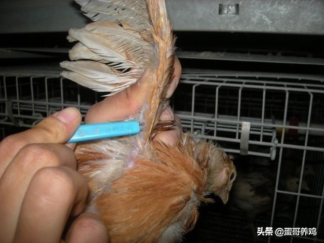 养鸡葡萄球菌病怎么治疗,鸡葡萄球菌病的综合防治技术包括