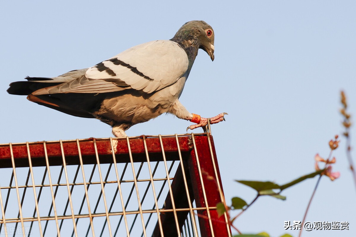 鸽子在顶楼里会热死吗,鸽子夏天楼顶直晒会热死吗