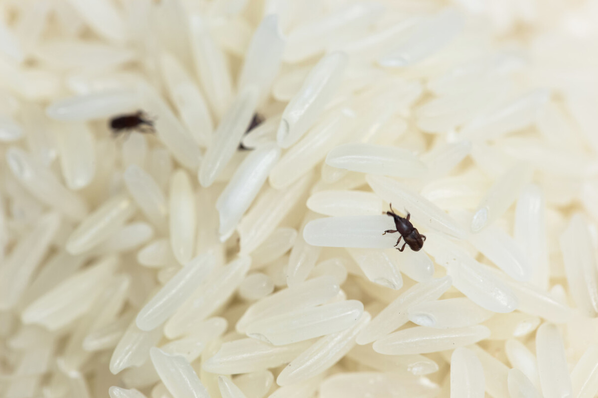 大米出现几个小幼虫怎么处理,大米里面的小黑虫幼虫是什么样的