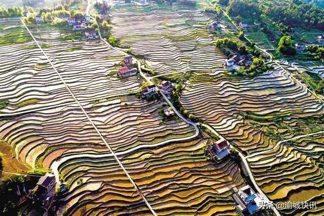 重庆无症状感染者最新情况,重庆无症状感染者在哪个区