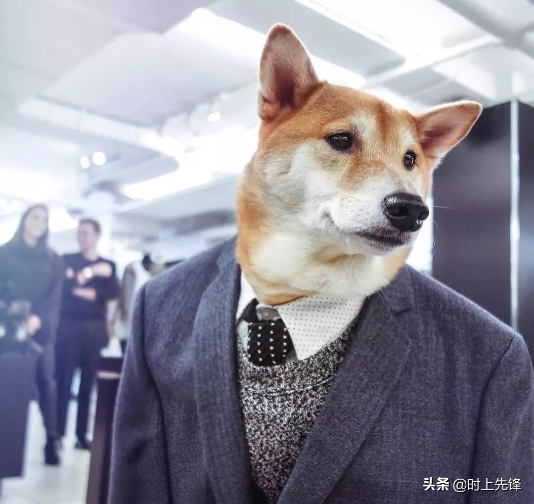 当狗狗穿上服装有多帅,当狗狗照镜子后发现自己是一只狗