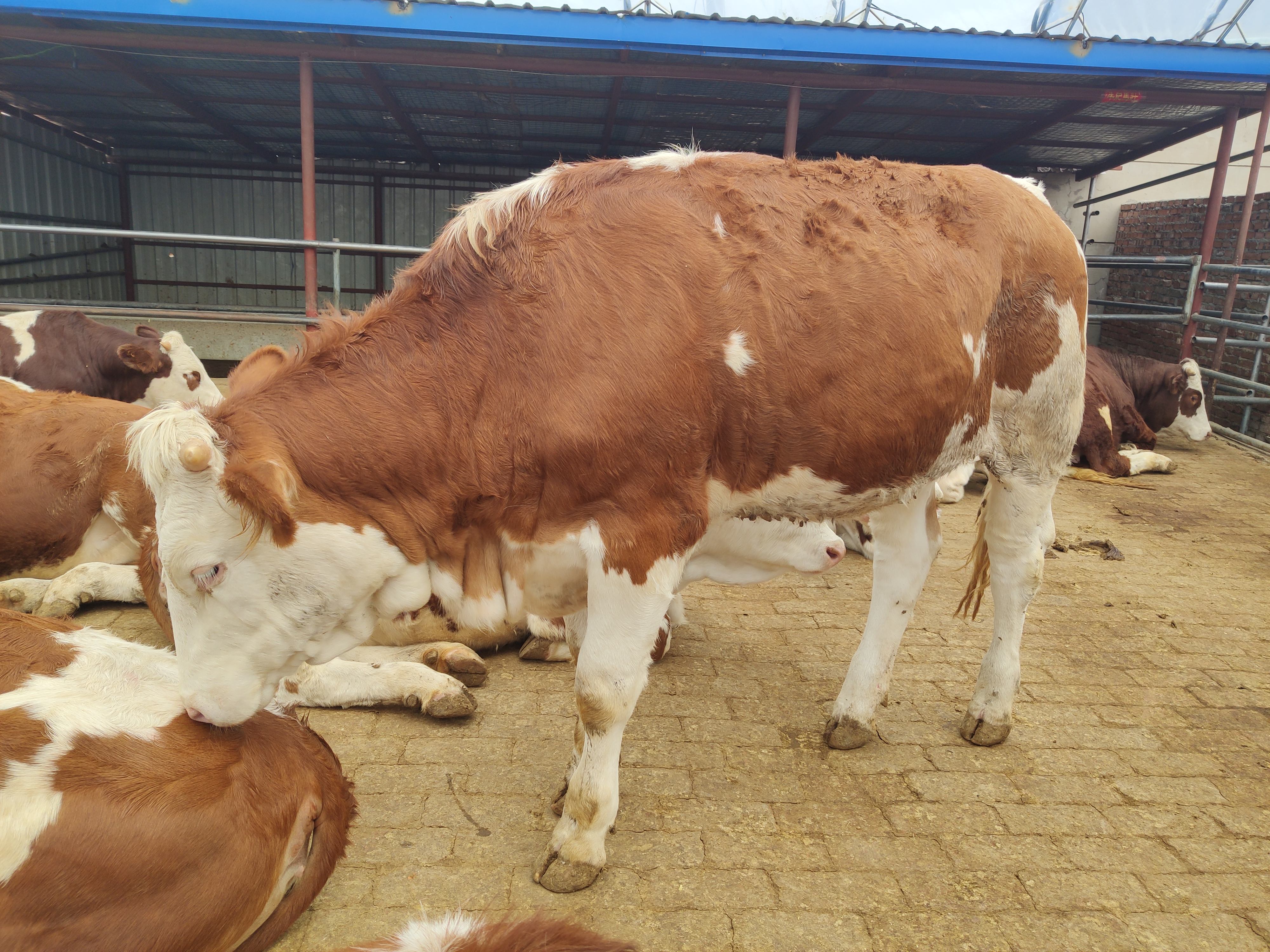 如何申请养牛补贴政策,农村养牛补贴项目有哪些