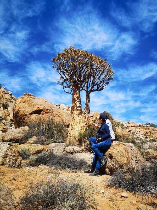 多肉直播一棵包邮,一棵多肉600万出售