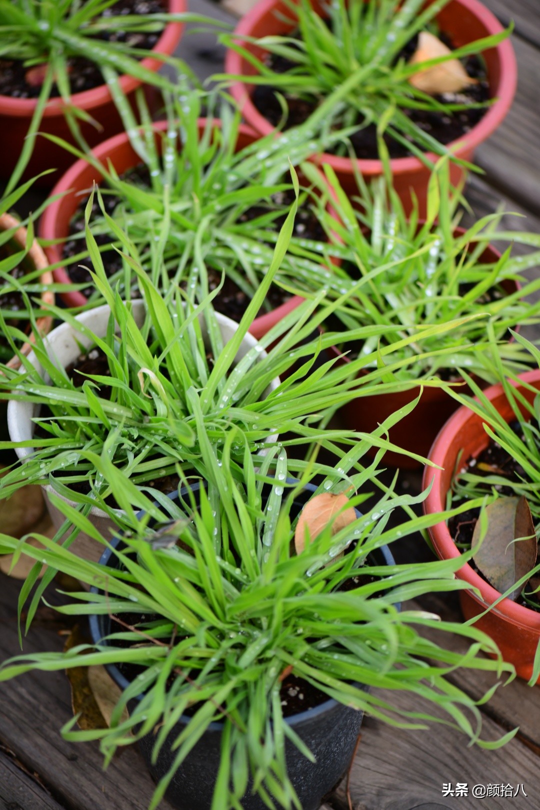 零下9度来袭，花园里的绿色是那么动人|园丁