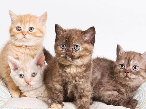 人类为啥不吃猫,人类为啥不吃肉食动物