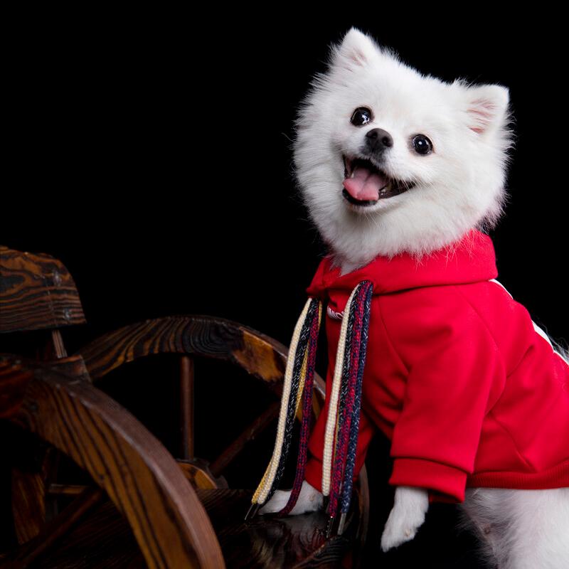 狗狗流鼻涕很严重怎么办吃什么药,小狗狗流鼻涕怎么办