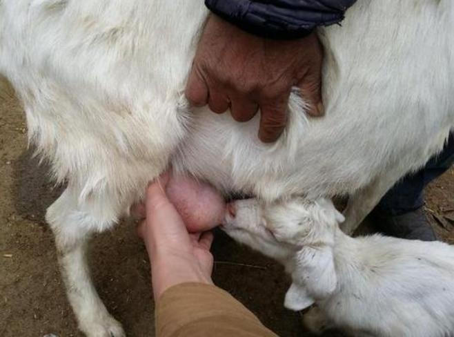母羊奶水不够怎么办,母羊奶水不够小羊吃怎么办