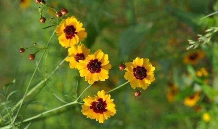 天山雪菊有养肺的功效吗,昆仑雪菊野生的好还是养殖的好