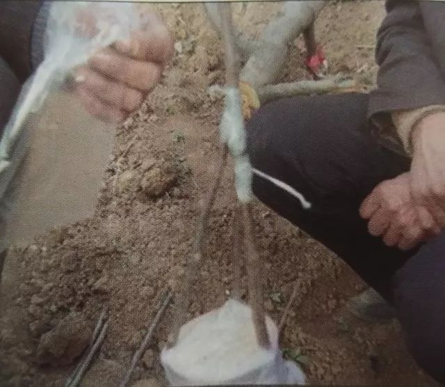 老苹果树嫁接改造视频,苹果树老树最新改造方案