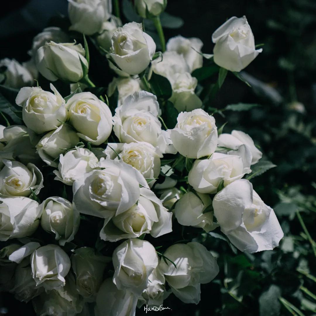 武汉地铁循礼门鲜花花市,武汉循礼门花市蓝色玫瑰