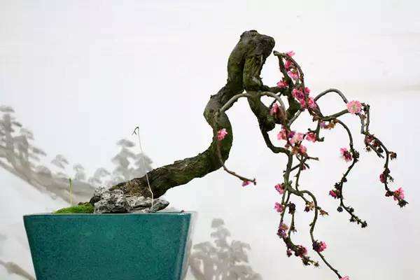 水梅花常见病虫害的防治,梅花病害主要内容