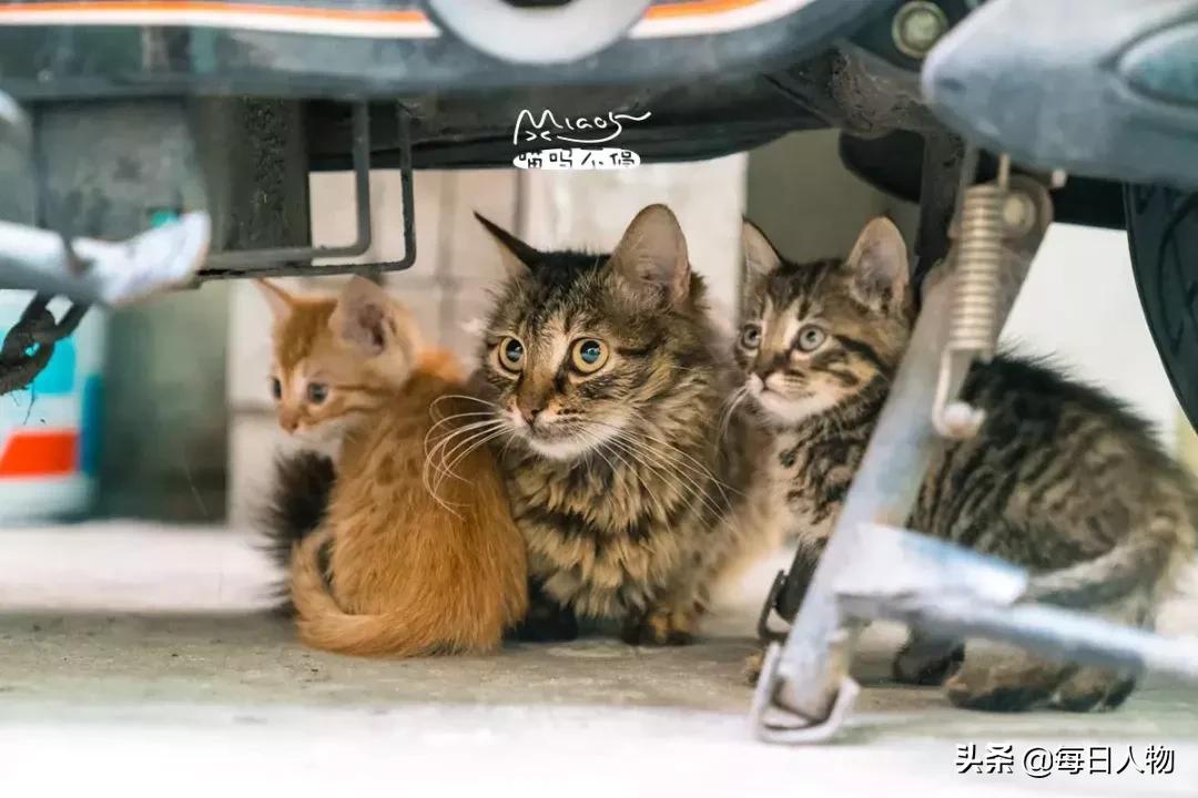 猫咪也有无可奈何的时候,猫咪为什么会给人安慰