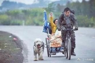 请留意寻找一条叫阿宝的工作犬