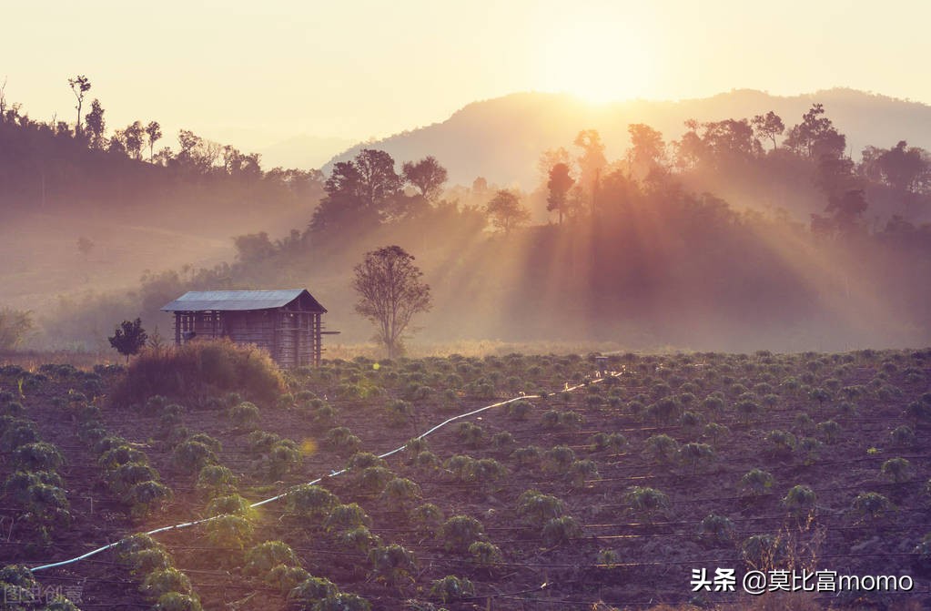 细胞免疫疗法多少钱,til细胞免疫疗法