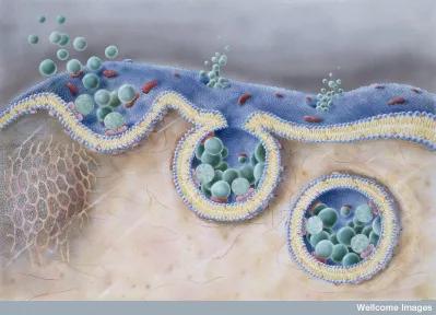 特洛伊木马计告诉我们什么道理,特洛伊木马计讲的是什么故事
