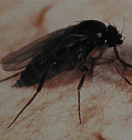 平菇有虫害还可以吃了吗,平菇长菌怎么防治