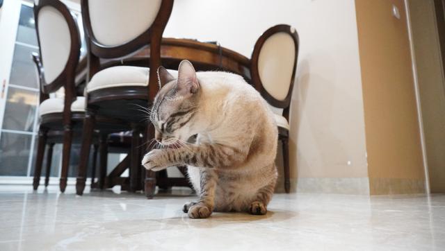 有多少人养猫，头都大了？简述一下我的养猫历程