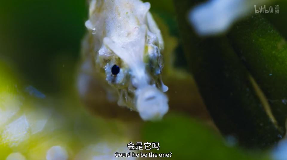 9.9恋爱游戏,9.9分恋爱番