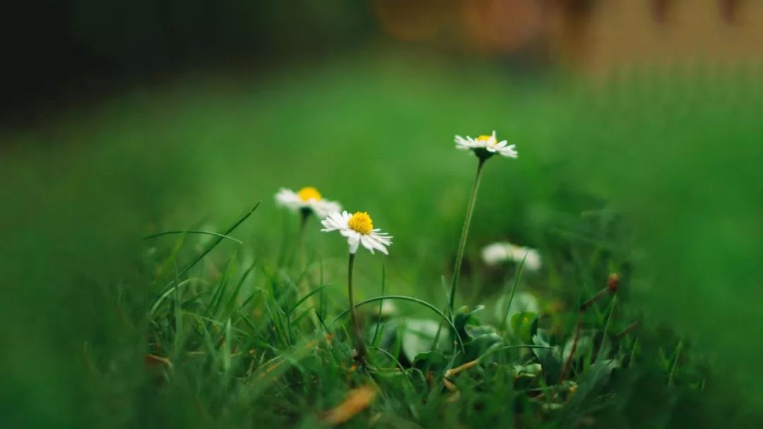 红颜知己和蓝颜知己的爱情,何为红颜知己和蓝颜知己