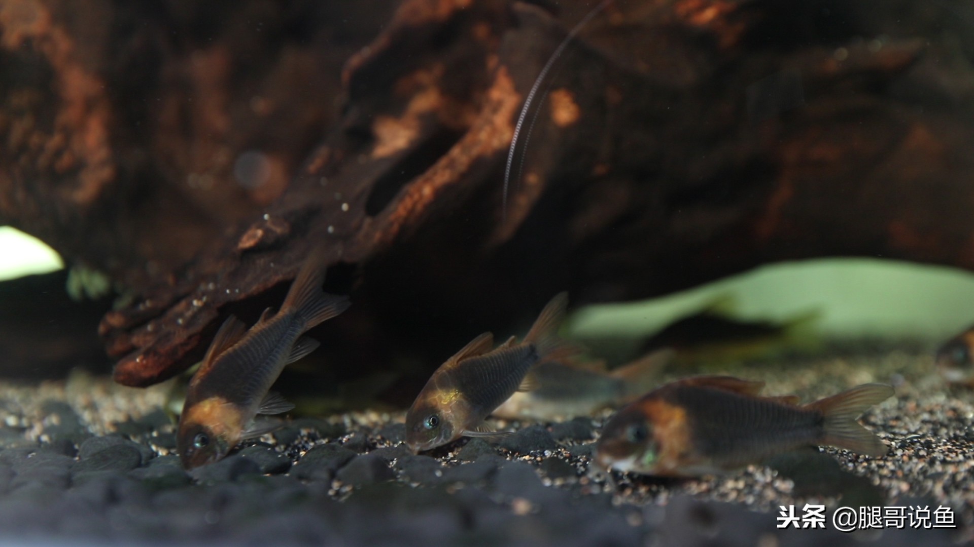 适合新手养的大型鼠鱼,可以拿来当观赏鱼养的食用鱼