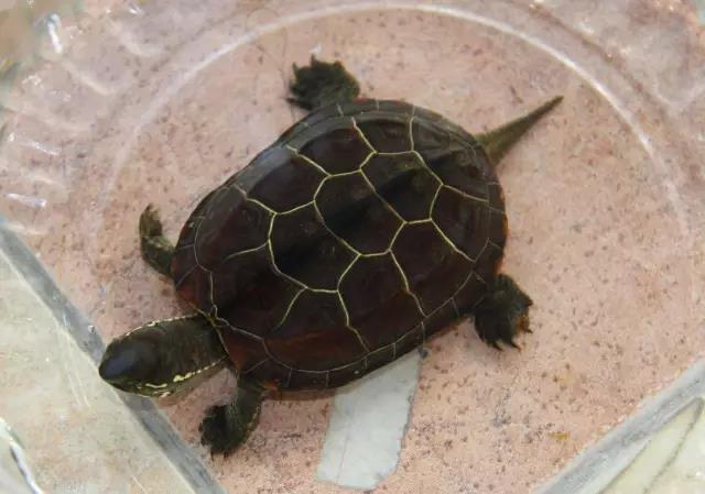 病龟干养正确方法,病龟治疗