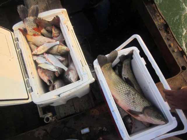 黑坑清江鱼钓鱼技巧和方法,网箱钓鱼技巧视频教程