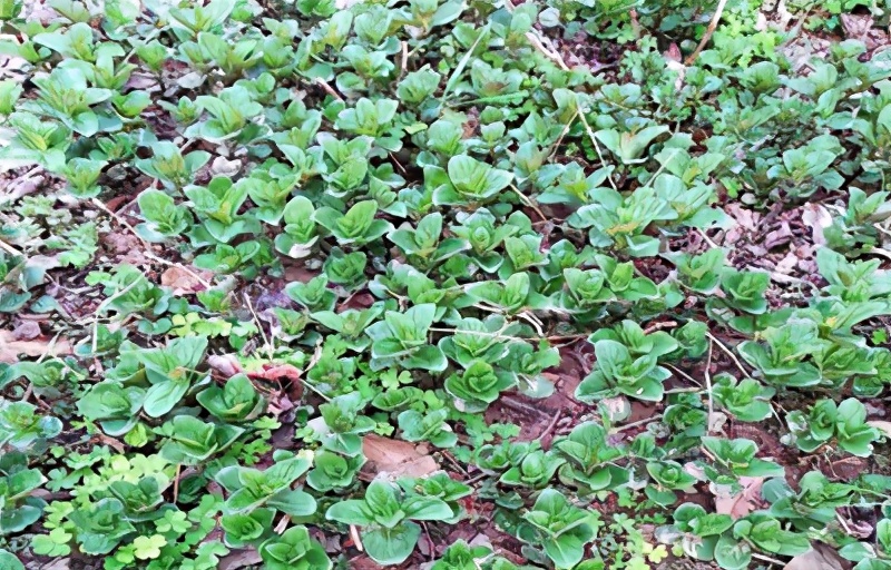 薄荷种植方法小视频,薄荷种植方法薄荷的分类