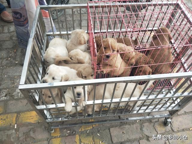 真正的狗市品种,哪里的狗市便宜品种又好种类又多