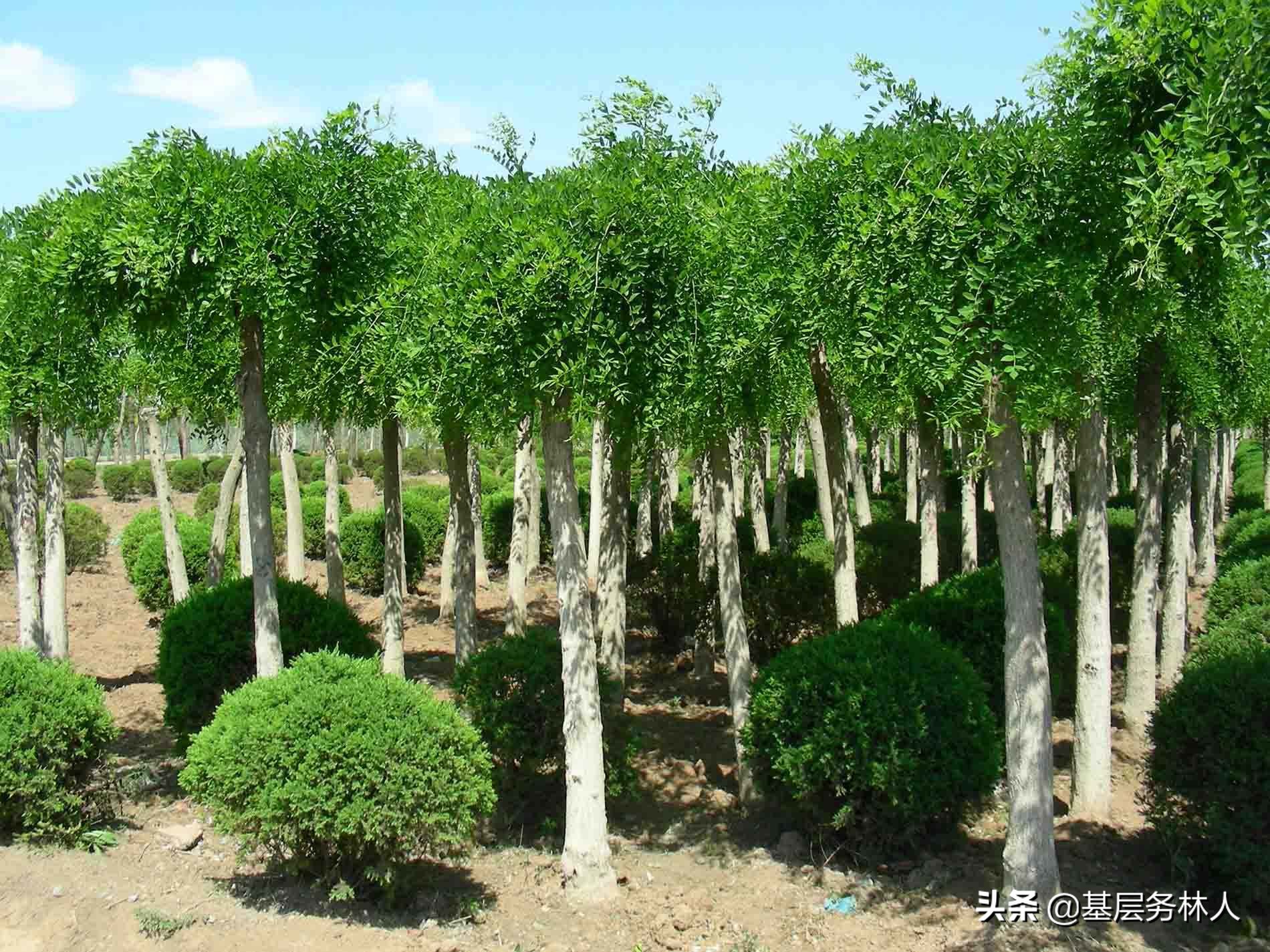 园林绿化专业术语大全,绿化苗木专业术语大全