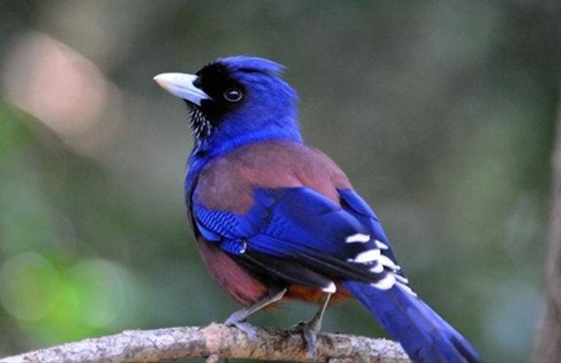 东江揽胜,惠州淡水常见鸟类图谱