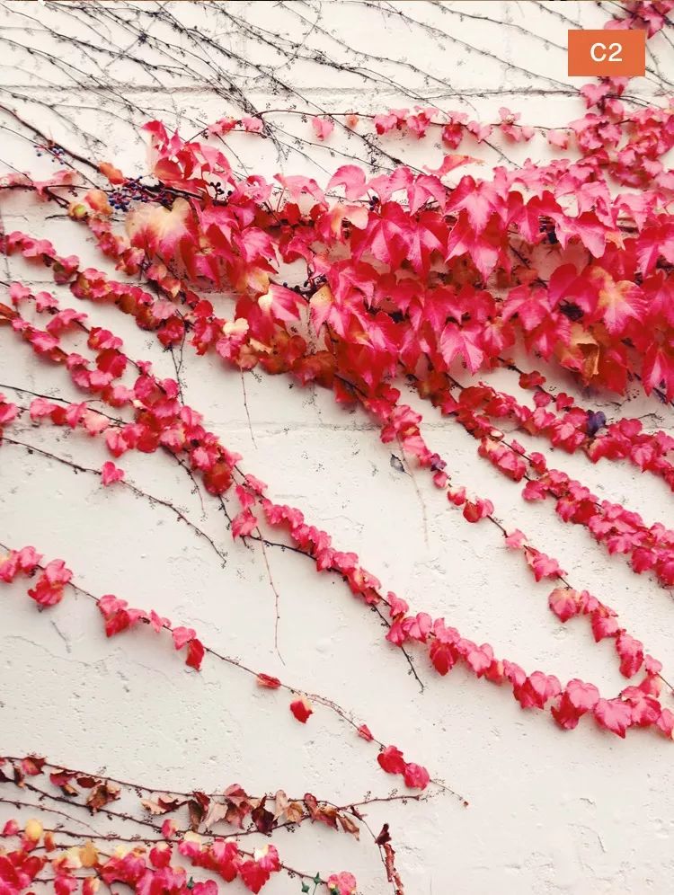 摄影小白适合拍什么,摄影小白拍人像用什么好