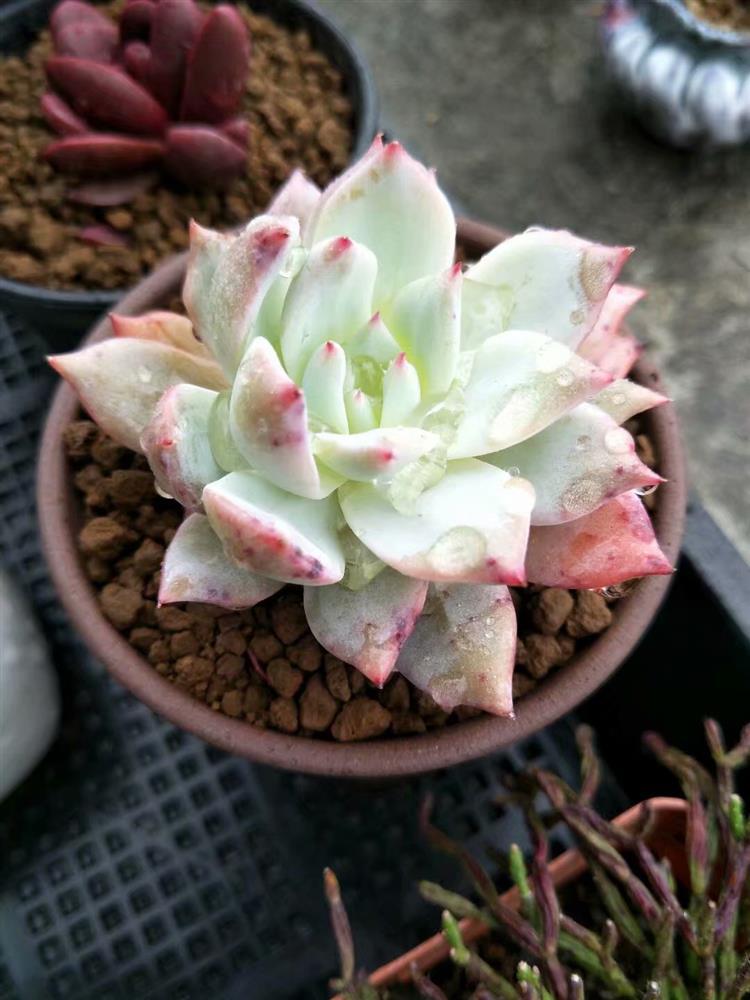 多肉植物淋雨怎么护理图片,多肉怎么拯救