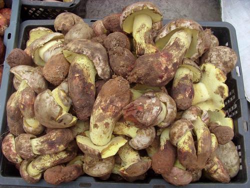 雨后特别多，云南叫它“滑肚子”，爆炒是美味，你认识吗？