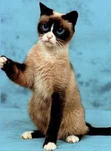 猫有哪些品种最好附图说明,介绍一下猫都有什么品种